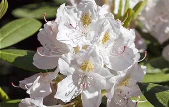 Rhododendron 'Catawbiense Album' (großblumige Hybride)