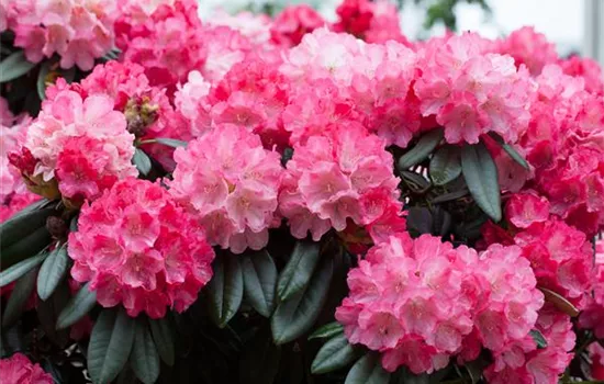 Rhododendron Fantastica