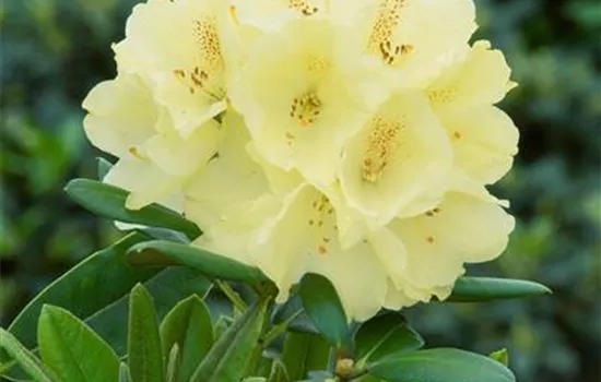 Rhododendron 'Lemon Dreams' (Yakushimanum-Hybride)