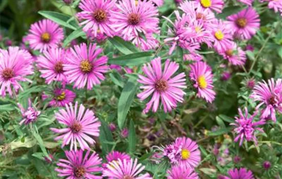 Aster novae-angliae Vibrant Dome