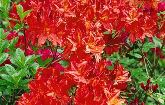 Rhododendron 'Cherry Drops' (japanische Azalee)