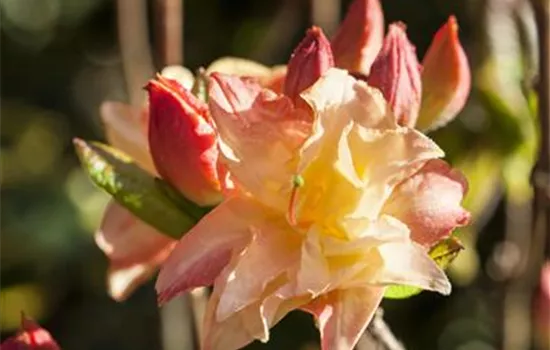 Rhododendron luteum 'Cannon's Double'