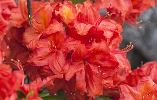Rhododendron luteum 'Feuerwerk'