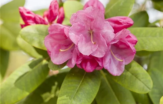 Rhododendron 'Gartendirektor Glocker' (Williamsianum-Hybride)