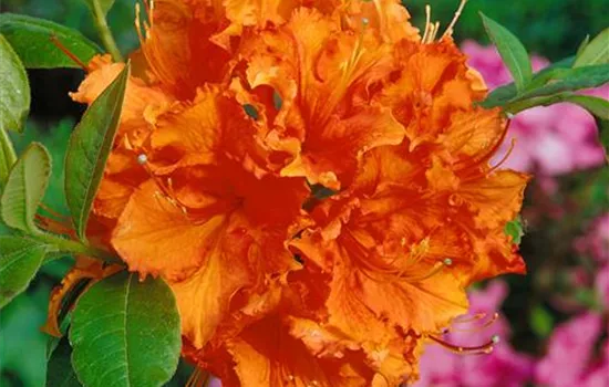 Rhododendron luteum 'Gibraltar'