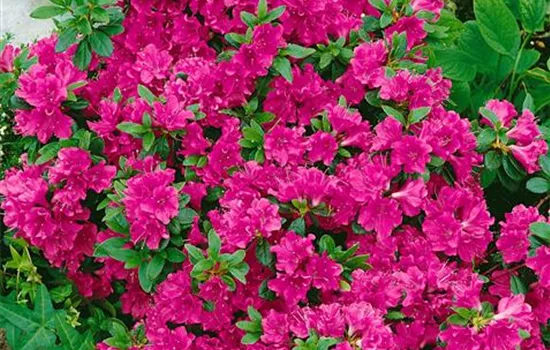 Rhododendron 'Geisha Purple'