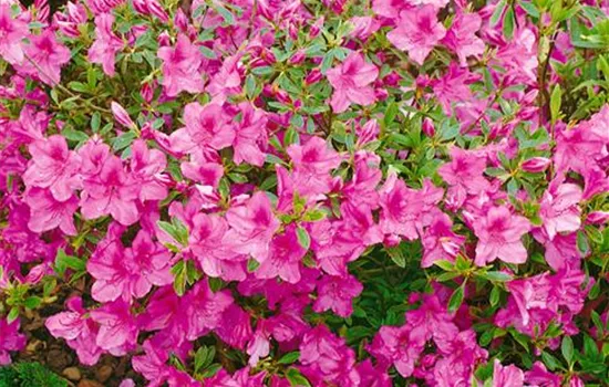 Rhododendron 'Girard's Variegated Gem' (japanische Azalee)