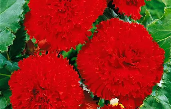 Begonia Fimbriata 'Red', (Tuberhybrida-Gruppe)