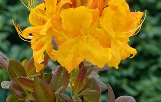 Rhododendron luteum 'Klondyke'