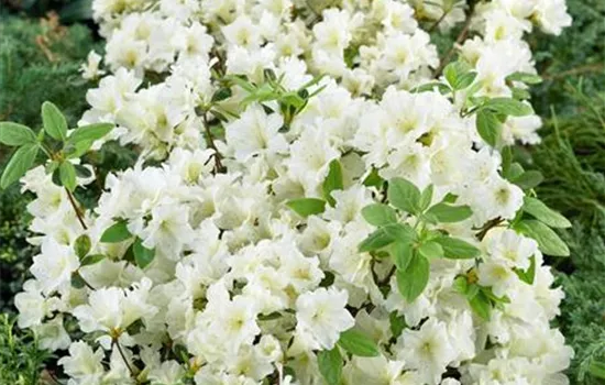 Rhododendron 'Glacier' (japanische Azalee)