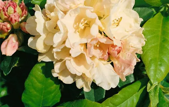 Rhododendron 'Golden Torch' (Yakushimanum-Hybride)