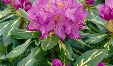 Rhododendron 'Goldflimmer'