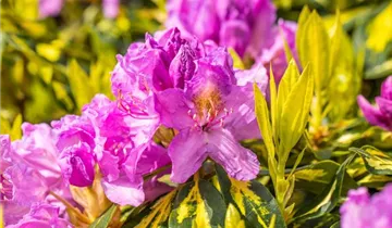 Rhododendron 'Goldflimmer'
