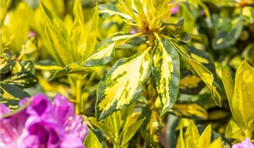 Rhododendron 'Goldflimmer'