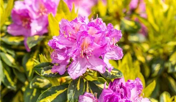 Rhododendron 'Goldflimmer'