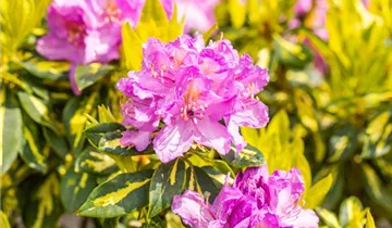 Rhododendron 'Goldflimmer'