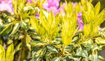 Rhododendron 'Goldflimmer'