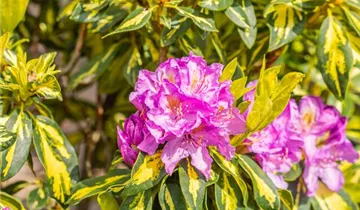 Rhododendron 'Goldflimmer'