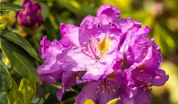 Rhododendron 'Goldflimmer'