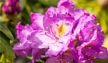 Rhododendron 'Goldflimmer'