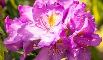 Rhododendron 'Goldflimmer'