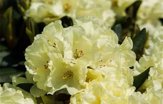 Rhododendron Goldprinz
