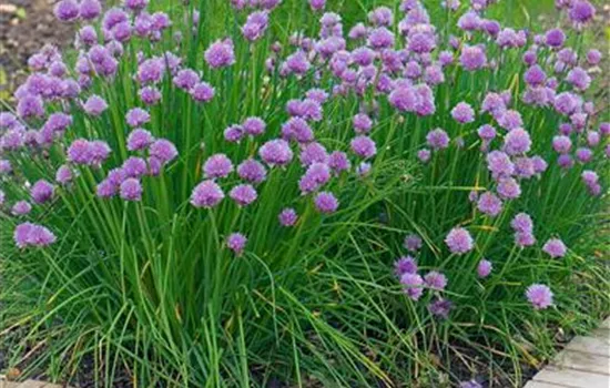 Allium schoenoprasum 'Medium leaved' (Schnittlauch)
