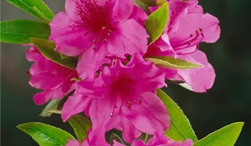 Japanische Azalee 'Herbert'