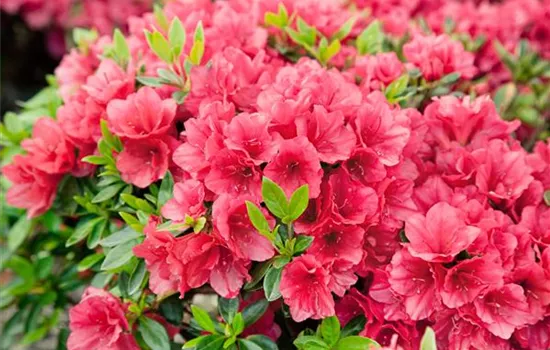 Rhododendron Hershey Orange