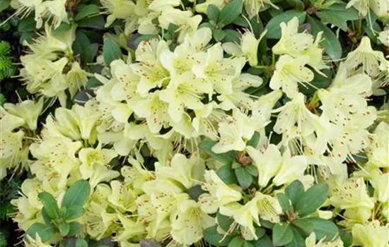 Rhododendron hanceanum 'Princess Anne'