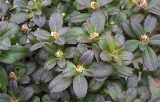 Rhododendron hanceanum 'Shamrock' (kleinblumige Hybride)