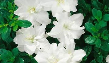 Japanische Azalee 'Hino White Dwarf'