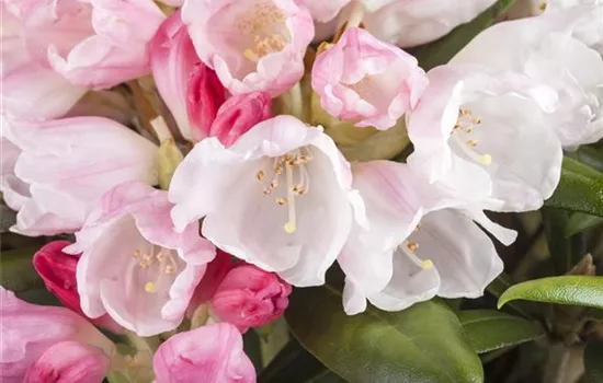 Rhododendron 'Mist Maiden' (Yakushimanum-Hybride)