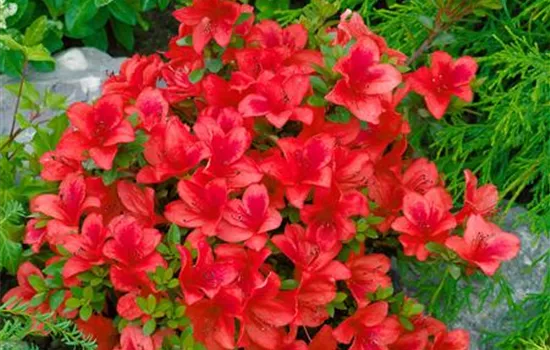 Rhododendron Johanna