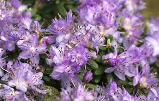 Rhododendron impeditum 'Blaue Mauritius' (kleinblumige Hybride)