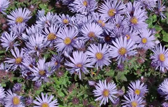 Aster novi-belgii 'Wood's Blue'