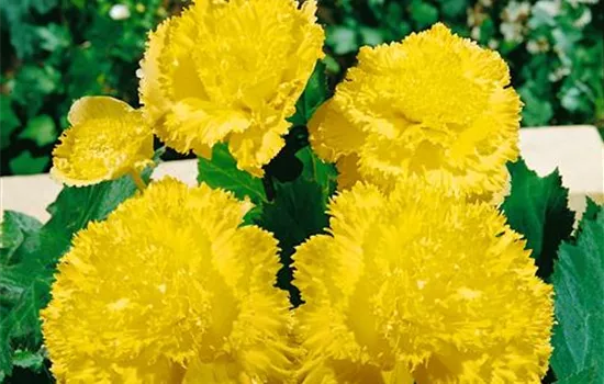 Begonia Fimbriata 'Yellow', (Tuberhybrida-Gruppe)