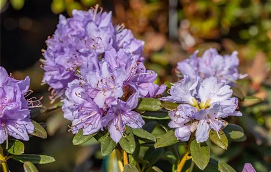 Rhododendron impeditum 'Blue Wonder' (kleinblumige Hybride)