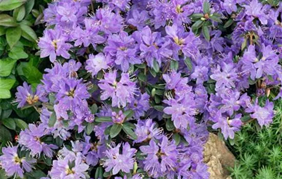 Rhododendron impeditum 'Buchlovice'