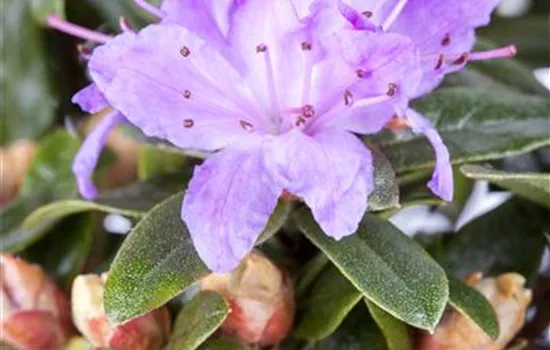 Rhododendron impeditum 'Blumiria' (kleinblumige Hybride)