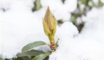 Rhododendron 'Graziella'