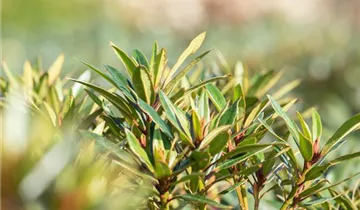 Rhododendron 'Graziella'
