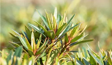 Rhododendron 'Graziella'