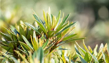 Rhododendron 'Graziella'