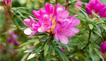 Rhododendron 'Graziella'