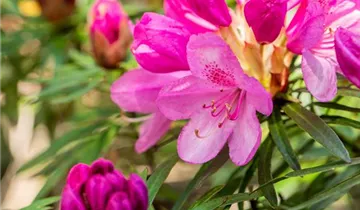 Rhododendron 'Graziella'
