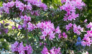 Rhododendron 'Graziella'