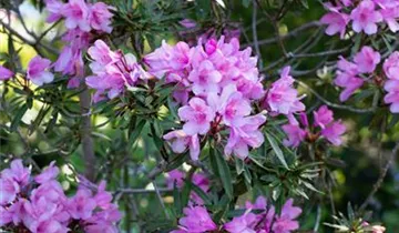 Rhododendron 'Graziella'
