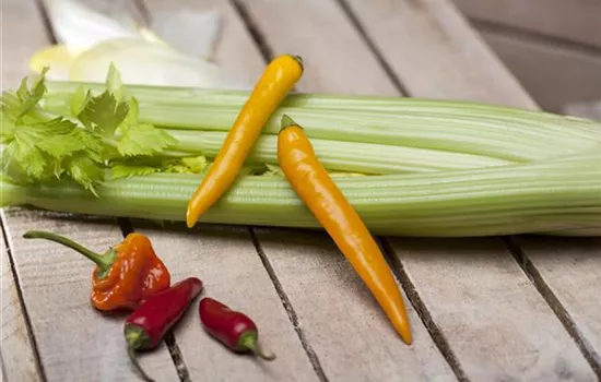 Apium graveolens dulce (Stangensellerie)