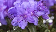 Rhododendron 'Luisella'